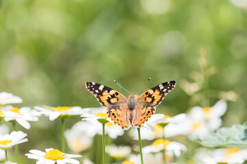 Obraz premium ノースポールの花と宙を舞うヒメアカタテハ