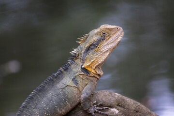 An Australian Water Dragon with water background
