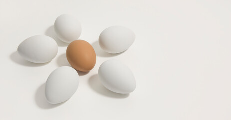 Chamomile flowers from chicken eggs. Space for text