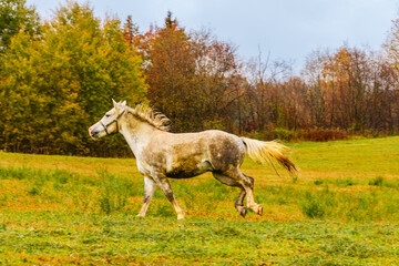 Horse running freely in a lush green field under a cloudy sky