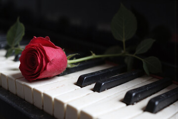 single red rose sitting on top of a piano keyboard 2
