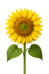 Bright yellow sunflower with green leaf isolated on white background, a single beautiful bloom representing summer nature and garden beauty