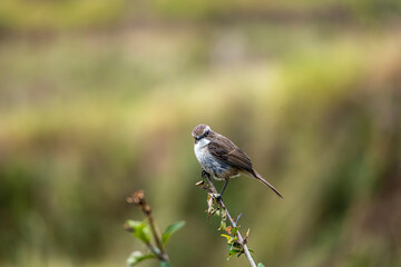 Grey Bush Cat Bird