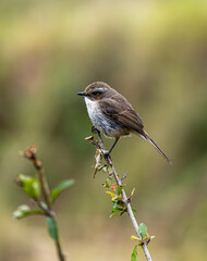 Obraz premium Grey Bush Cat Bird