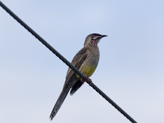 Red Wattlebird (Anthochaera carunculata) perched on a powerline with a clouds and light blue sky background