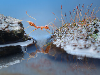 A vibrant red ant carefully navigates the edge of a still body of water, its reflection clearly...