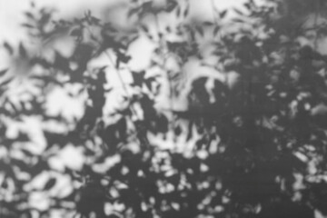 Shadow of a tree on the wall. Swaying shadows of leaves on a white brick wall in sunlight. Shadow overlay effect 