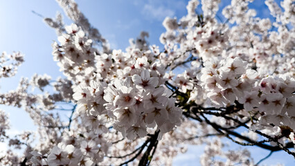  Cherry Blossom in Sakura Park, Aomori, Japan