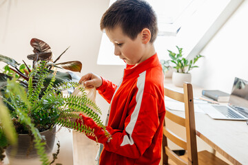 School age boy watering house flowers in flower pots from a watering can