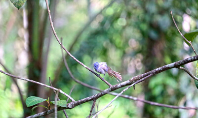 young bird on a branch