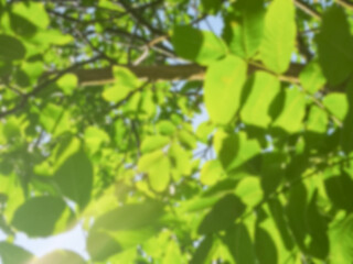 Close up beautiful nature view green leaves on blurred background green trees with sunlight in public garden park. This is landscape