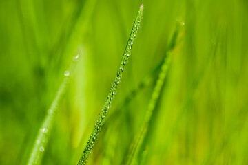 Macro of green grass with dew. spring summer background with beautiful blur