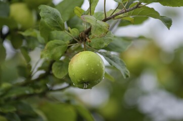 Photo of a green apple on a branch during rain