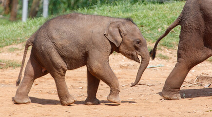 Fototapeta premium A baby elephant is walking on the ground with its trunk up