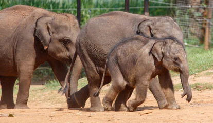 Fototapeta premium Three elephants walking in a dirt field
