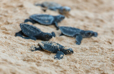 The turtles hatch from their eggs and crawl along the sand towards the ocean