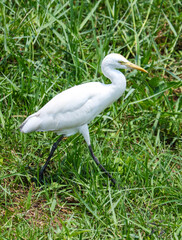 A white bird is walking through a field of grass