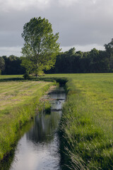 Tranquil Stream Flowing Through Lush Green Meadow with Lone Tree and Forest Backdrop