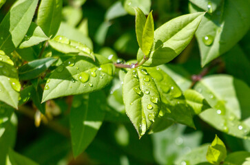 A leaf with water droplets on it
