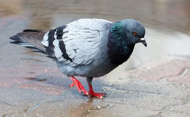 A pigeon is walking on a wet surface