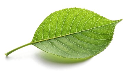 Obraz premium Fresh green leaf close-up isolated on white background