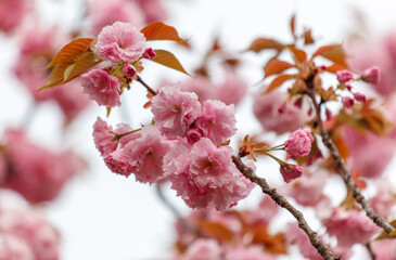 A tree with pink flowers is in the foreground
