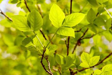 Obraz premium A tree with green leaves is in full bloom