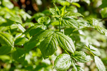 A leafy green plant with droplets of water on it