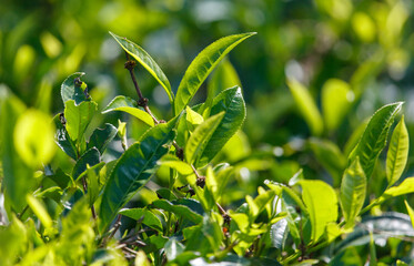 Close-up of bright green colored green Ceylon tea leaves.