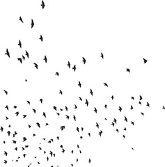 Minimalist Flock of Birds in Flight on White Sky Background