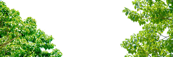 Green Canopy Embrace: Lush, vibrant green leaves, a testament to nature's artistry, stretch towards...