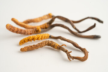 Cordyceps sinensis or Ophiocordyceps sinensis isolated on white background, mushroom herb treatment medicine.