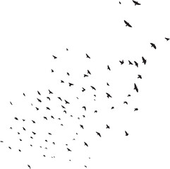 Minimalist Flock of Birds in Flight on White Sky Background