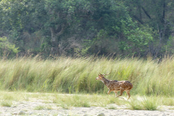 Running Spotted Deer