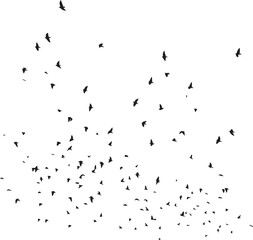 Minimalist Flock of Birds in Flight on White Sky Background