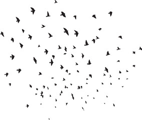Minimalist Flock of Birds in Flight on White Sky Background