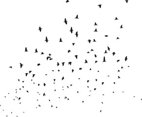 Minimalist Flock of Birds in Flight on White Sky Background