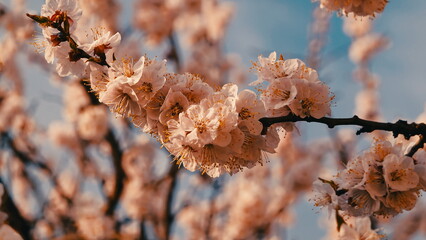 Spring Blossom Apricot Flowers Close Up Horizontal Warm Light Background