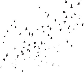 Minimalist Flock of Birds in Flight on White Sky Background