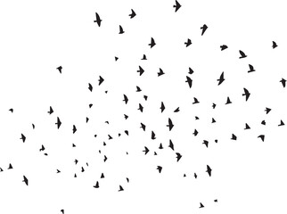 Minimalist Flock of Birds in Flight on White Sky Background