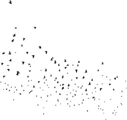 Minimalist Flock of Birds in Flight on White Sky Background