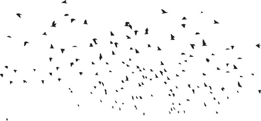 Minimalist Flock of Birds in Flight on White Sky Background