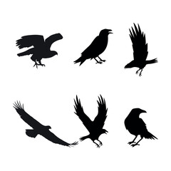 Eagle silhouette, flying bird silhouette