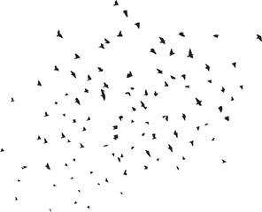 Minimalist Flock of Birds in Flight on White Sky Background