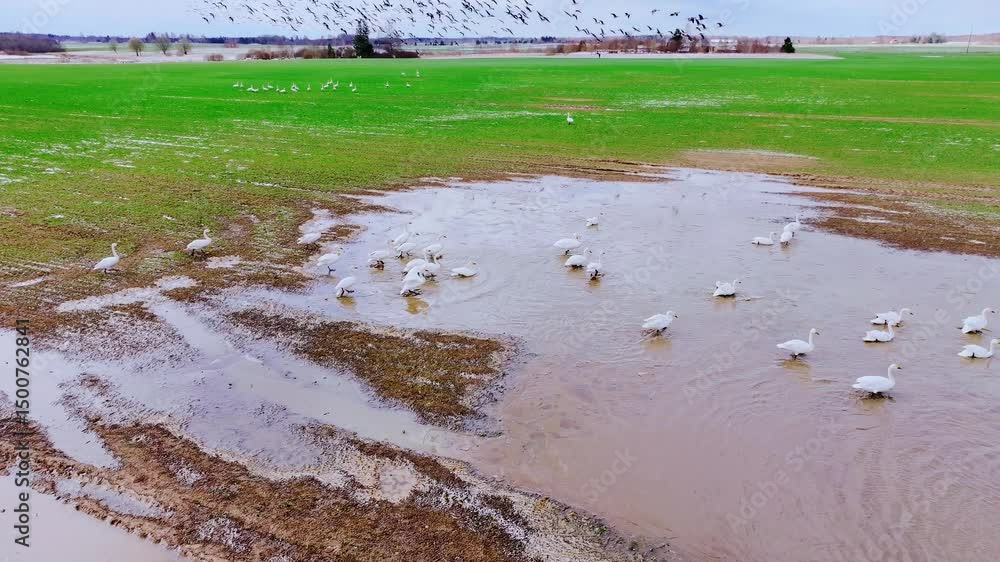 Poster drone captures swans in flooded meadow with distant birds in dynamic sky above