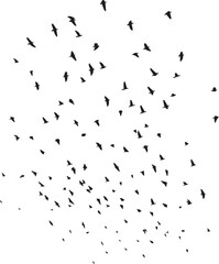 Minimalist Flock of Birds in Flight on White Sky Background
