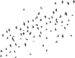 Minimalist Flock of Birds in Flight on White Sky Background
