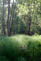 morning in the forest