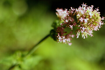 Close up of a pink flower