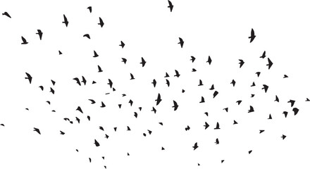 Minimalist Flock of Birds in Flight on White Sky Background